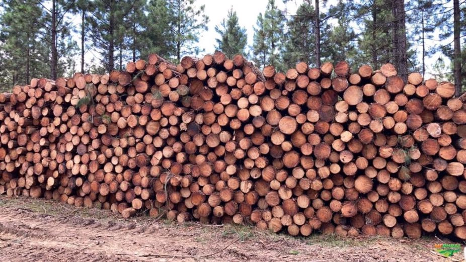 COMPRO TORAS DE PINUS BITOLA 13 A 20 Imagem COMPRO TORAS DE PINUS BITOLA 13 A 20