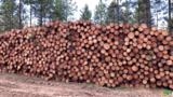 COMPRO TORAS DE PINUS BITOLA 13 A 20 Imagem COMPRO TORAS DE PINUS BITOLA 13 A 20
