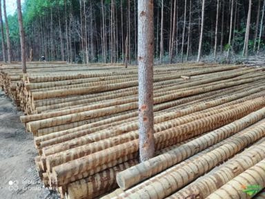 EUCALIPTO TRATADO DE CAPELINHA MG Imagem EUCALIPTO TRATADO DE CAPELINHA MG