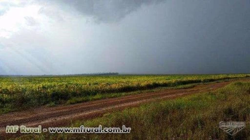 Fazenda Santo Antônio, Vilhena Rondônia