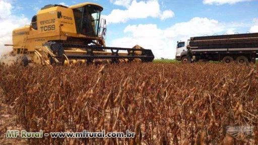 Fazenda Santo Antônio, Vilhena Rondônia