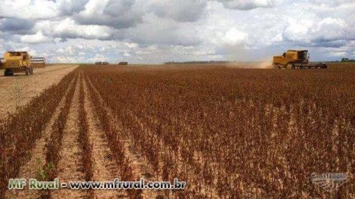 Fazenda Santo Antônio, Vilhena Rondônia