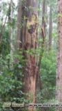 floresta eucaluptos citriodora