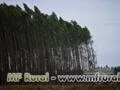 Madeira para Exportacao: Eucalipto, Pinus e outras / em torra ou serrada