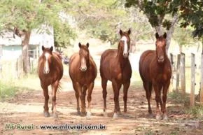 Venda de Potros e Potras Q.M. PO filhos de campeões Nacionais