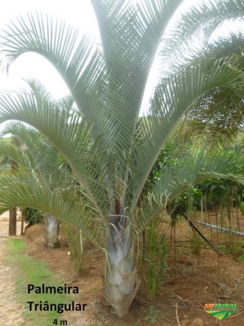 Mudas Frutíferas Nativas Ornamental Imagem Mudas Frutíferas Nativas Ornamental