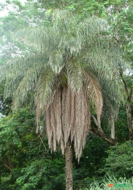 Muda de Macaúba Imagem Muda de Macaúba