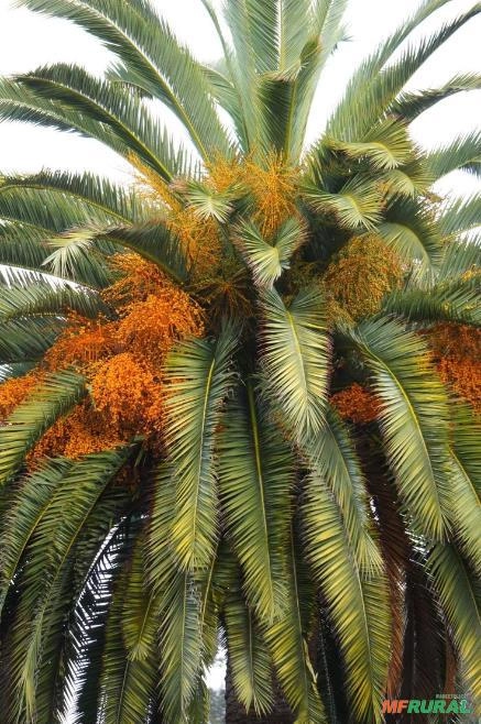 Mudas de Tamareira das Canárias Imagem Mudas de Tamareira das Canárias