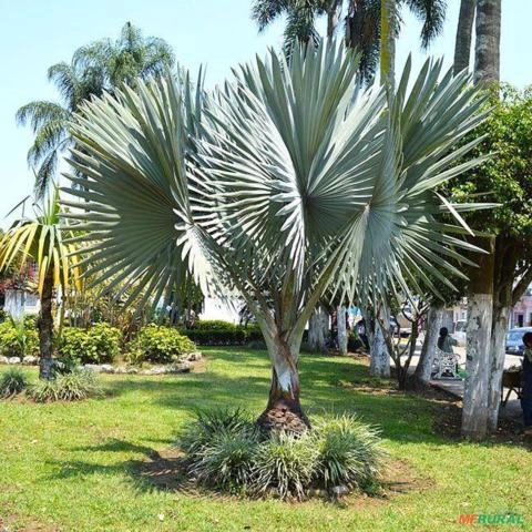 Muda de Palmeira Azul Imagem Muda de Palmeira Azul