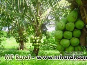 Imagem Coco verde Imagem Coco verde