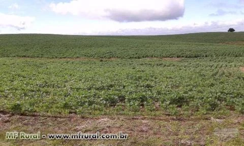 Fazenda a venda 730 hectares para soja - RS