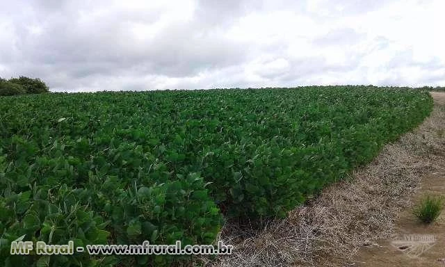 Fazenda a venda 730 hectares para soja - RS