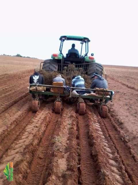 Imagem Plantio e Vendas de Mudas Tifton 85 Imagem Plantio e Vendas de Mudas Tifton 85