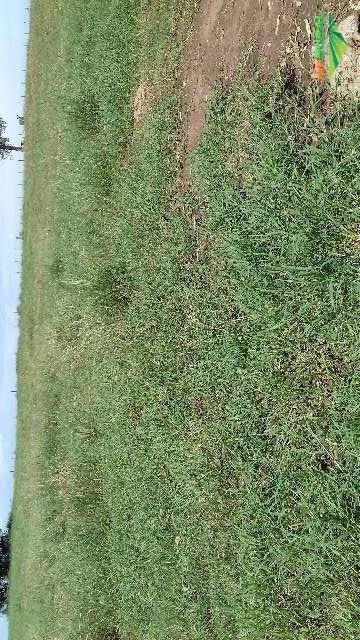 Imagem Plantio e Vendas de Mudas Tifton 85 Imagem Plantio e Vendas de Mudas Tifton 85