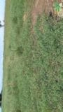 Plantio e Vendas de Mudas Tifton 85 Imagem Plantio e Vendas de Mudas Tifton 85
