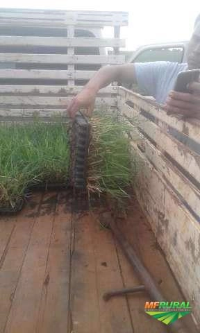 Imagem Plantio e Vendas de Mudas Tifton 85 Imagem Plantio e Vendas de Mudas Tifton 85