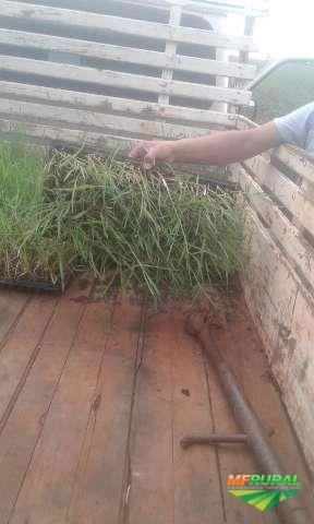 Imagem Plantio e Vendas de Mudas Tifton 85 Imagem Plantio e Vendas de Mudas Tifton 85