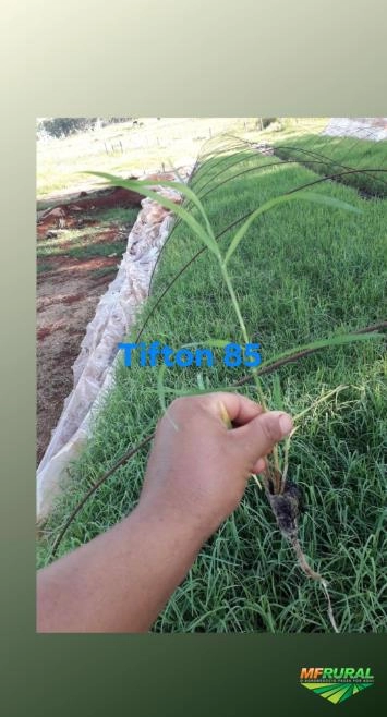 Imagem Plantio e Vendas de Mudas Tifton 85 Imagem Plantio e Vendas de Mudas Tifton 85