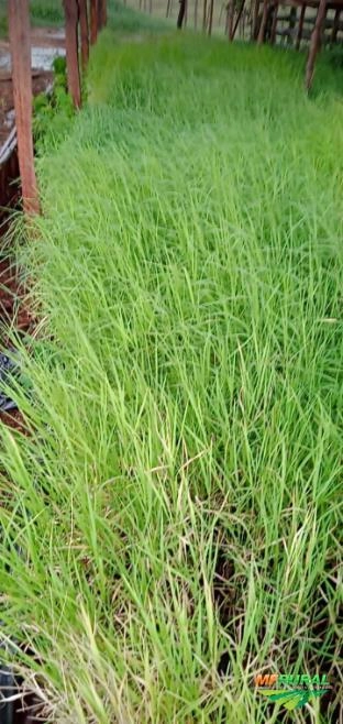 Imagem Plantio e Vendas de Mudas Tifton 85 Imagem Plantio e Vendas de Mudas Tifton 85
