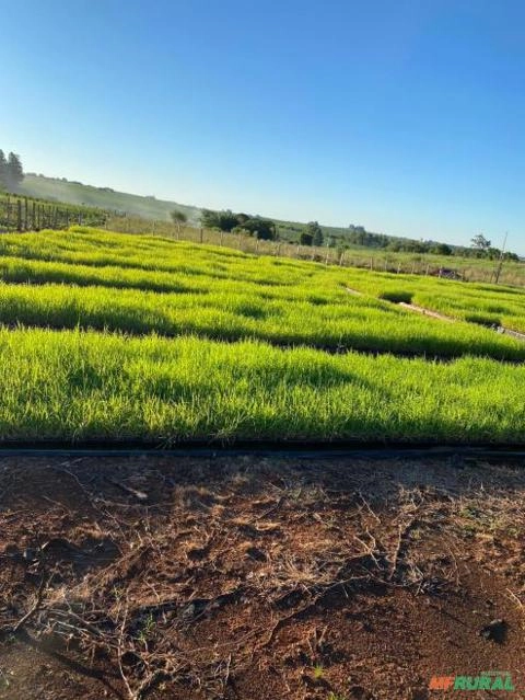 Imagem Plantio e Vendas de Mudas Tifton 85 Imagem Plantio e Vendas de Mudas Tifton 85
