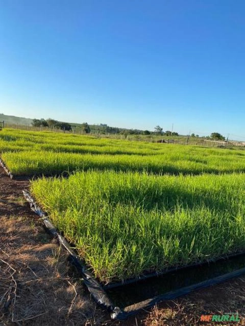 Plantio e Vendas de Mudas Tifton 85 Imagem Plantio e Vendas de Mudas Tifton 85