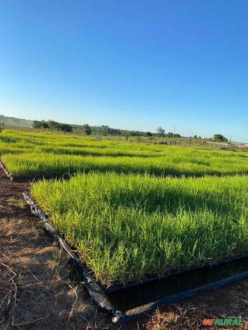 Plantio e Vendas de Mudas Tifton 85 Imagem Plantio e Vendas de Mudas Tifton 85