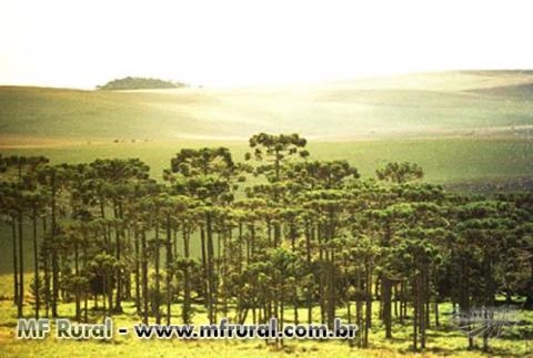 Imagem Compro Pinheiro Araucária Imagem Compro Pinheiro Araucária