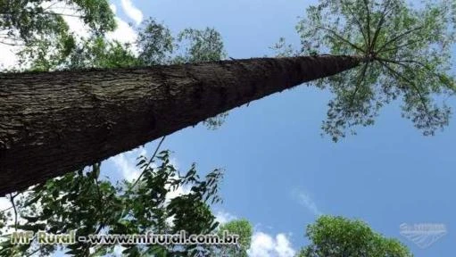 Fazenda Estrela