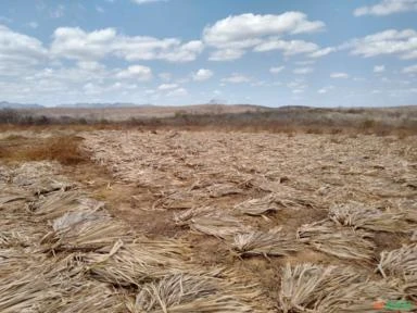 Fazenda em Canindé 630 hectares açude, poço com vazão de 40 mil m³/ hora, cerca nova, muita madeira