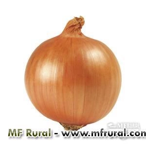 Saco de cebola valo ouro ipa 11 Imagem Saco de cebola valo ouro ipa 11