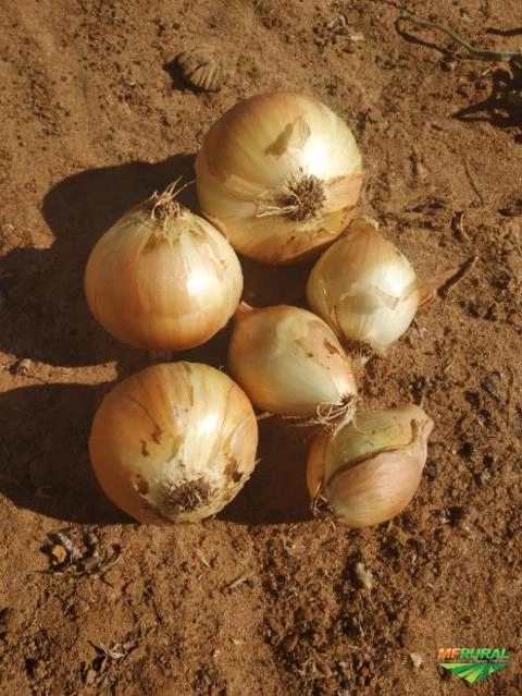 Imagem Saco de cebola valo ouro ipa 11 Imagem Saco de cebola valo ouro ipa 11