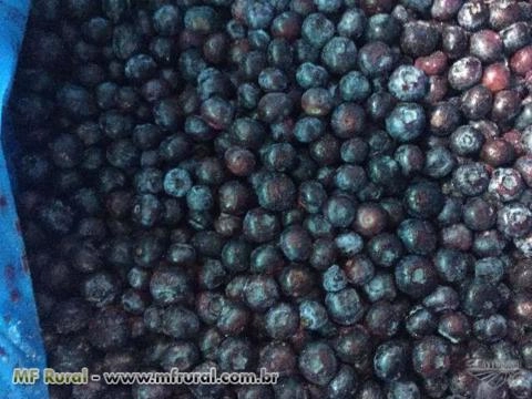 Imagem FRUTAS IMPORTADAS CONGELADAS Imagem FRUTAS IMPORTADAS CONGELADAS
