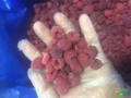 FRUTAS IMPORTADAS CONGELADAS Imagem FRUTAS IMPORTADAS CONGELADAS