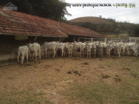 Bezerros Nelore Imagem Bezerros Nelore