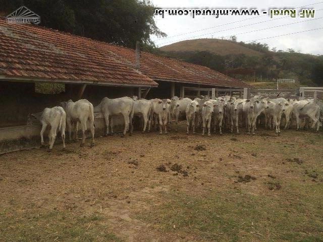Bezerros Nelore Imagem Bezerros Nelore