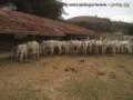 Bezerros Nelore Imagem Bezerros Nelore