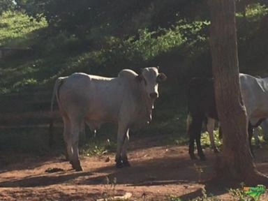 Touro Nelore PO Imagem Touro Nelore PO