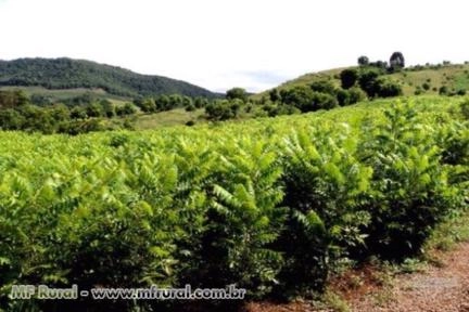 Imagem Venda de Mudas de Nogueira Pecan Imagem Venda de Mudas de Nogueira Pecan