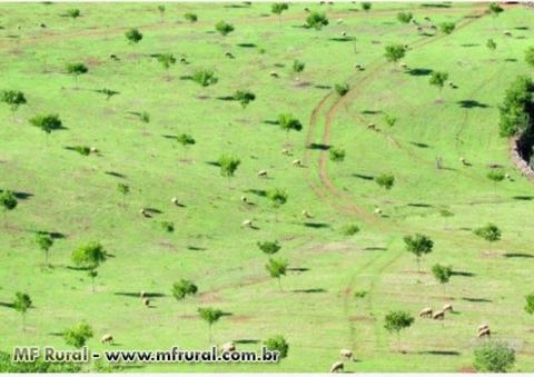 Venda de Mudas de Nogueira Pecan Imagem Venda de Mudas de Nogueira Pecan