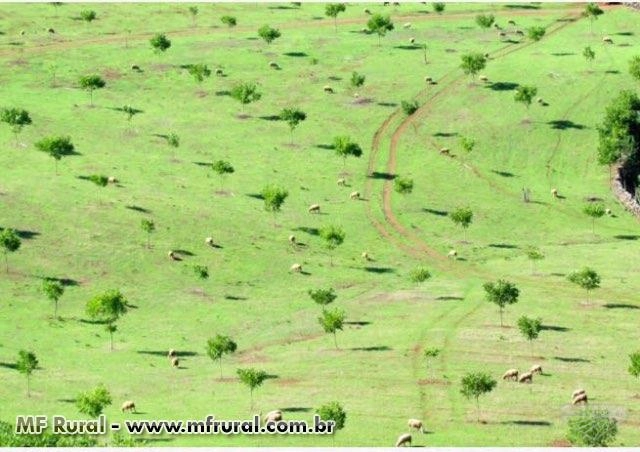 Venda de Mudas de Nogueira Pecan Imagem Venda de Mudas de Nogueira Pecan