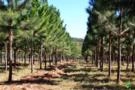 Procuro terras para plantio de pinus Imagem Procuro terras para plantio de pinus