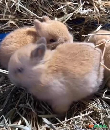 Coelhos Anões,  Enviamos para todo Brasil