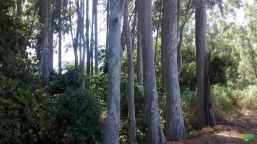 COMPRO EUCALIPTO CITRODORA COM 30 ANOS Imagem COMPRO EUCALIPTO CITRODORA COM 30 ANOS