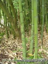 Compro mato de bambu cana-da-índia(phyllostachys aurea) - Grande Porto Alegre e arredores