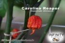 Pimenta Carolina Reaper FRUTOS in natura,a pimenta mais ardida do mundo