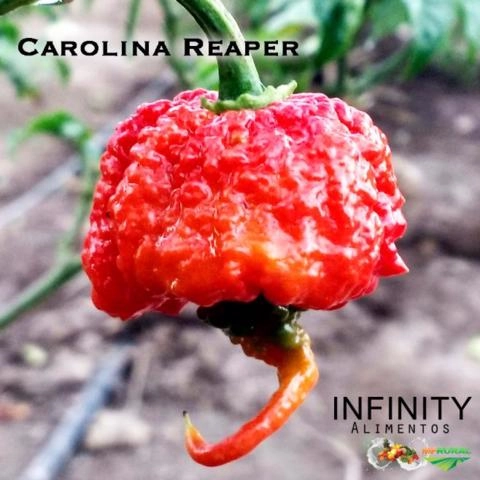 Pimenta Carolina Reaper FRUTOS in natura,a pimenta mais ardida do mundo Imagem Pimenta Carolina Reaper FRUTOS in natura,a pimenta mais ardida do mundo