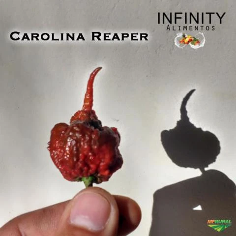 Pimenta Carolina Reaper FRUTOS in natura,a pimenta mais ardida do mundo