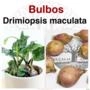 Drimiopsis maculata (Orelha de leopardo) - Bulbo Imagem Drimiopsis maculata (Orelha de leopardo) - Bulbo