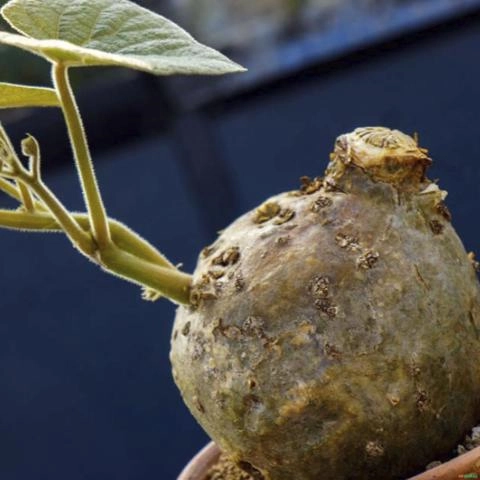 Tinospora caffra - Planta Caudiciforme Imagem Tinospora caffra - Planta Caudiciforme