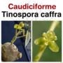 Tinospora caffra - Planta Caudiciforme Imagem Tinospora caffra - Planta Caudiciforme